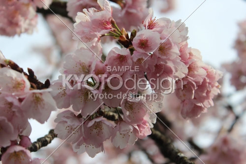 虚空蔵法輪寺の桜