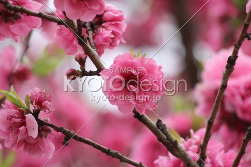背割堤の桃の花