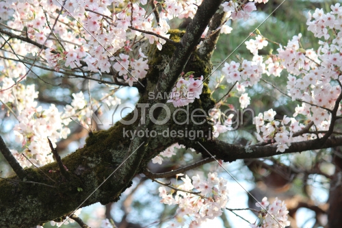 平安神宮神苑の桜