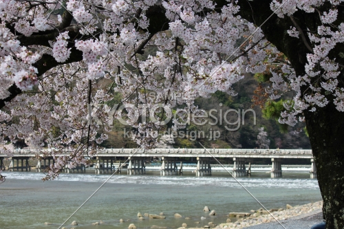 嵐山渡月橋と桜1