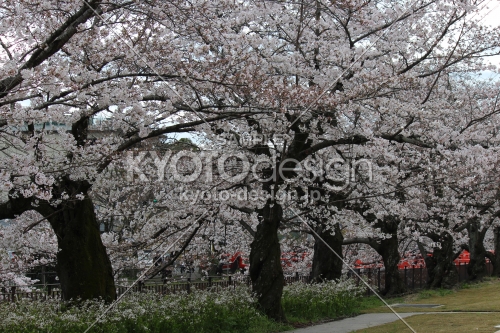 岡崎公園京セラ美術館の桜1