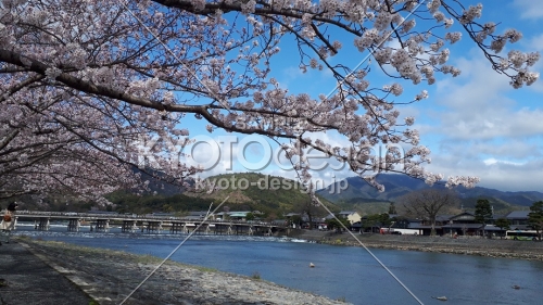 嵐山渡月橋小倉山愛宕山と桜