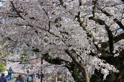 嵐山公園の桜1