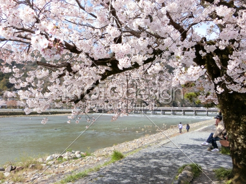 嵐山公園の桜3
