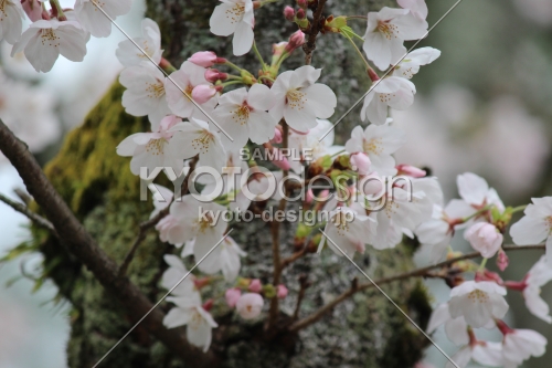 平安神宮の桜3