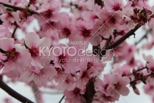 京都府立植物園春の花　ハナモモ