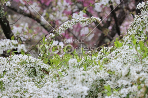 京都府立植物園春の花　ゆきやなぎ2