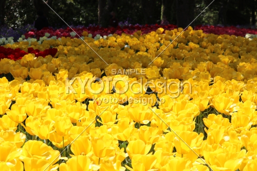 京都府立植物園春の花3