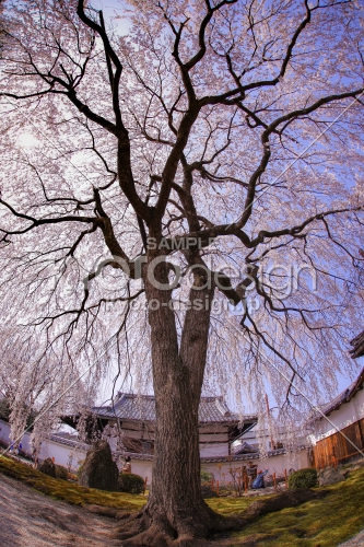 本満寺と枝垂れ桜