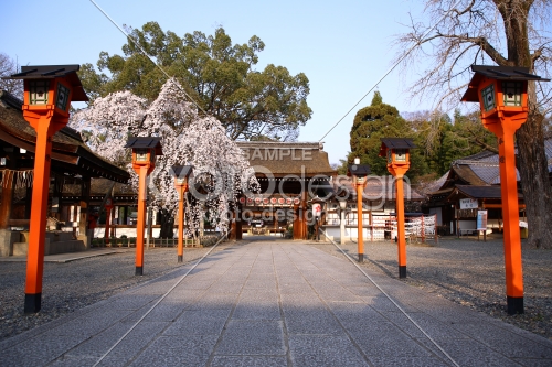 平野神社と灯籠と魁