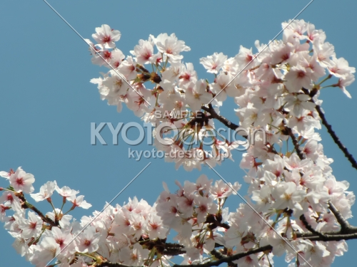 桜1　祇園白川