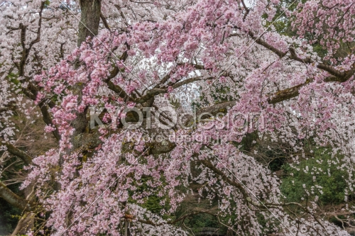 京都御苑の桜、その２