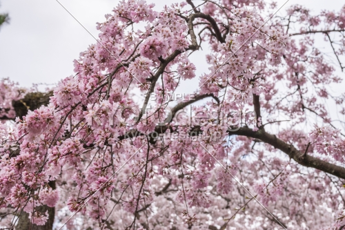 京都御苑の桜、その３