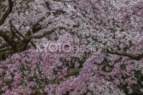 京都御苑の桜、その７