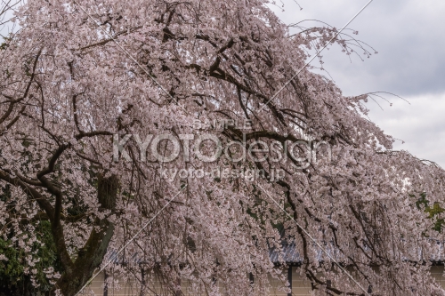 京都御苑の桜、その９