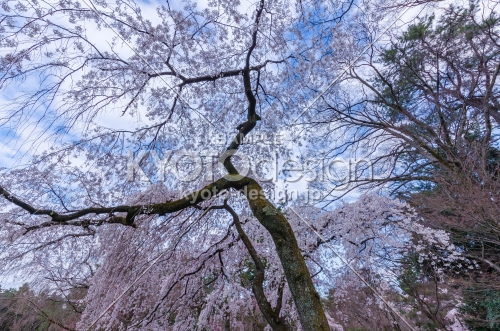 京都御苑の桜、その１２