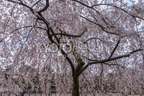 京都御苑の桜、その１３