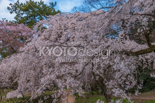 京都御苑の桜、その１４