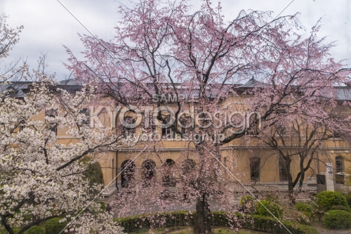 京都府庁旧本館中庭の枝垂桜