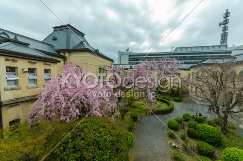 京都府庁旧本館中庭の全景、桜の季節