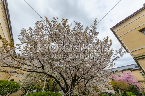 京都府庁旧本館中庭の容保桜