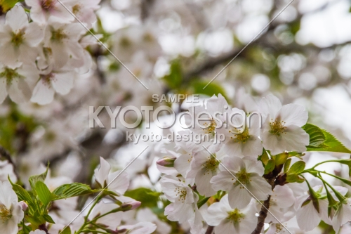京都府庁旧本館、中庭で容保桜を愛でる
