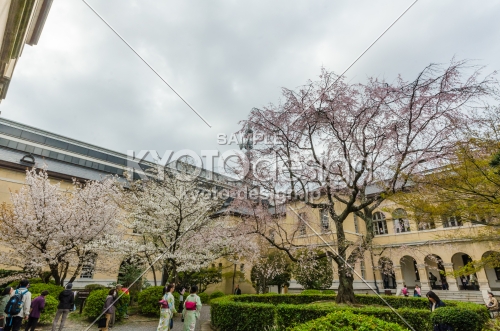 京都府庁旧本館、中庭の桜は様々