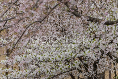 京都府庁旧本館、中庭に舞う桜吹雪