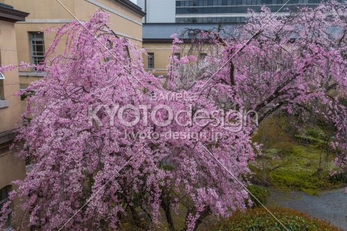 京都府庁旧本館、二階から枝垂桜に寄ってみた