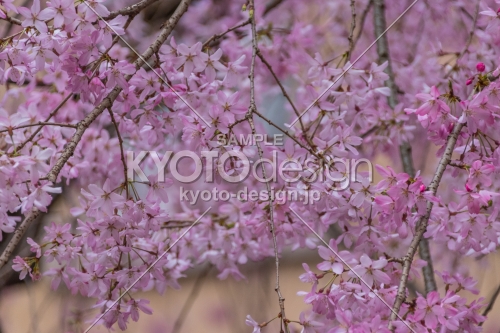 京都府庁旧本館、中庭の枝垂桜は花弁も可憐