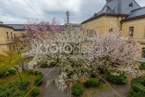 京都府庁旧本館、二階から容保桜を見渡す