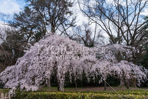 京都御苑の桜、”出水の小川”近くの枝垂桜