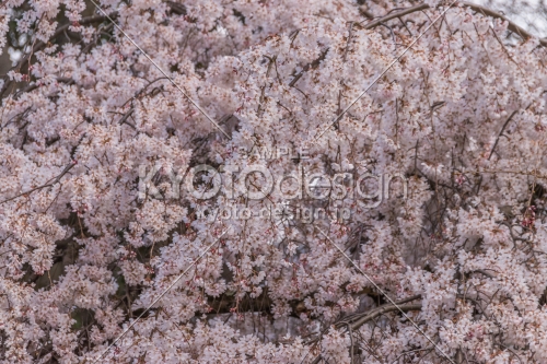 京都御苑の桜、満開を迎えた糸桜