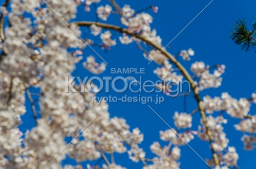 京都御苑の桜、夕方に月と桜で美の競演