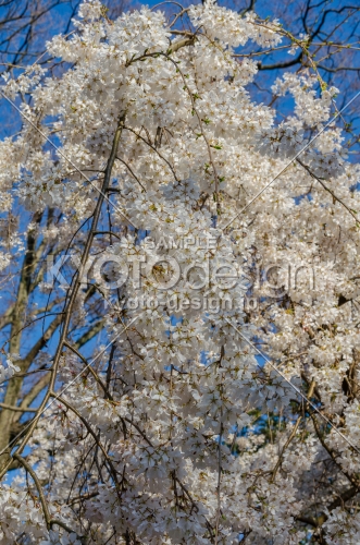 京都御苑の桜、青空に一際映える白桜
