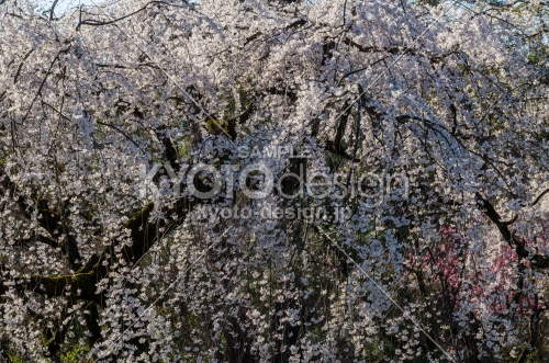 京都御苑の桜、光り輝く桜