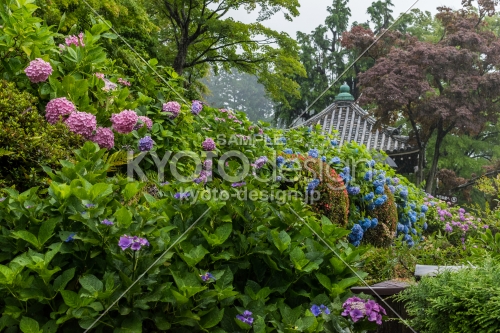 雨の善峯寺、護摩堂近くの紫陽花
