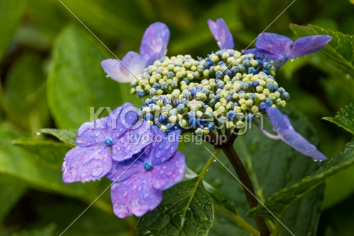 雨の善峯寺、青紫の額紫陽花