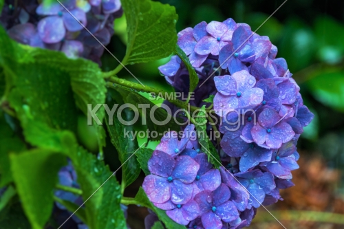 雨の善峯寺、青い紫陽花