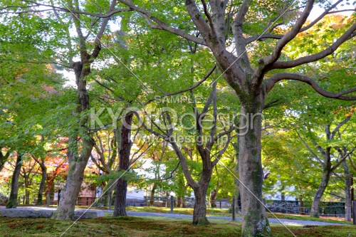 東福寺　天に伸びる枝葉