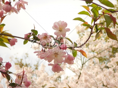 薄桃色の春