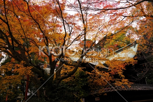 粟田神社の紅葉4