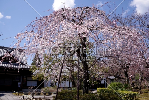 上品蓮台寺の桜