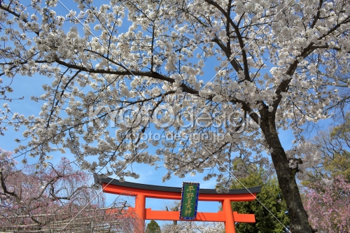 平野神社の桜2