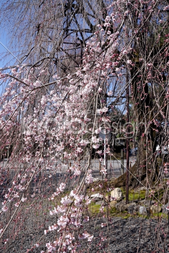 千本釈迦堂の阿亀桜5