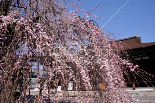 千本釈迦堂の阿亀桜6