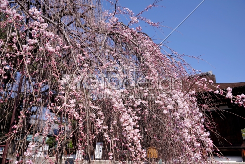 千本釈迦堂の阿亀桜4