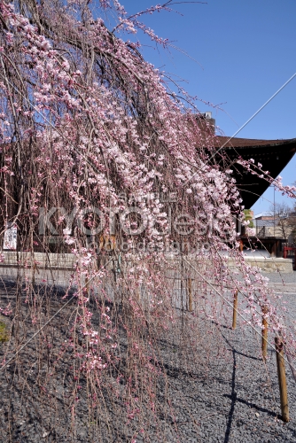 千本釈迦堂の阿亀桜11