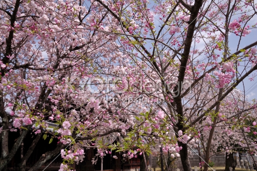 妙覚寺の桜2