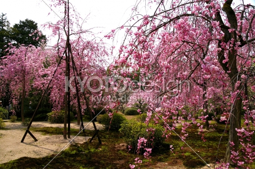 平安神宮の桜1